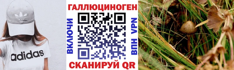 Купить где  Будённовск  Галлюциногенные грибы Cubensis 